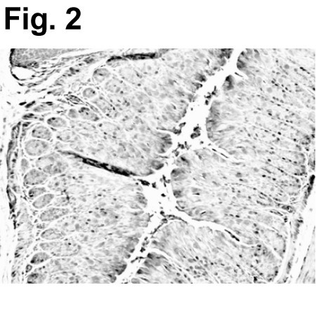 RELM beta Antibody in Immunohistochemistry (IHC)