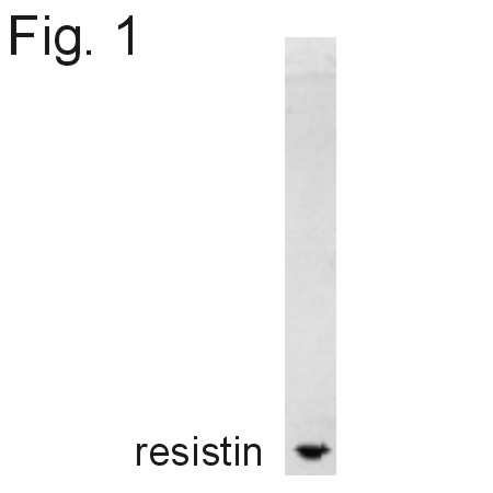 Resistin Antibody in Western Blot (WB)