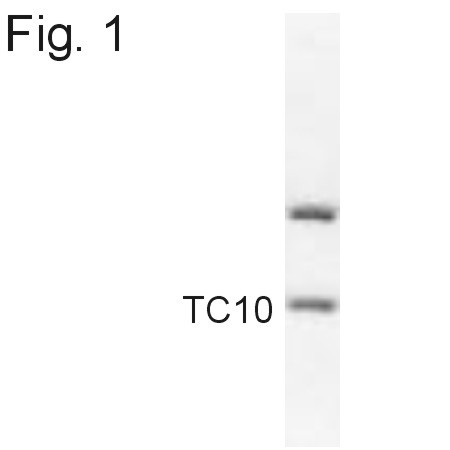 TC10 Antibody in Western Blot (WB)