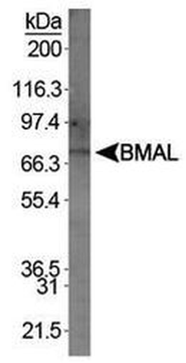 BMAL1 Antibody in Western Blot (WB)