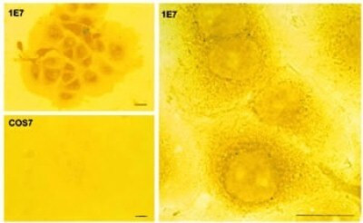 AANAT Antibody in Immunocytochemistry (ICC/IF)