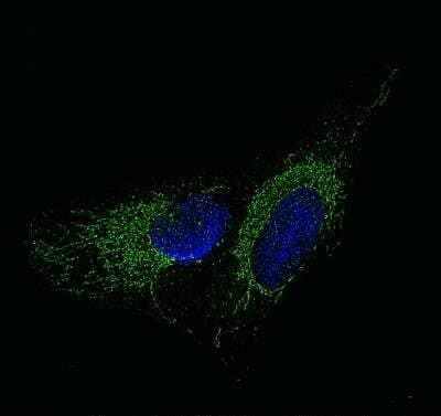 Aromatase Antibody in Immunocytochemistry (ICC/IF)