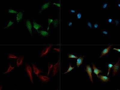 Cripto Antibody in Immunocytochemistry (ICC/IF)