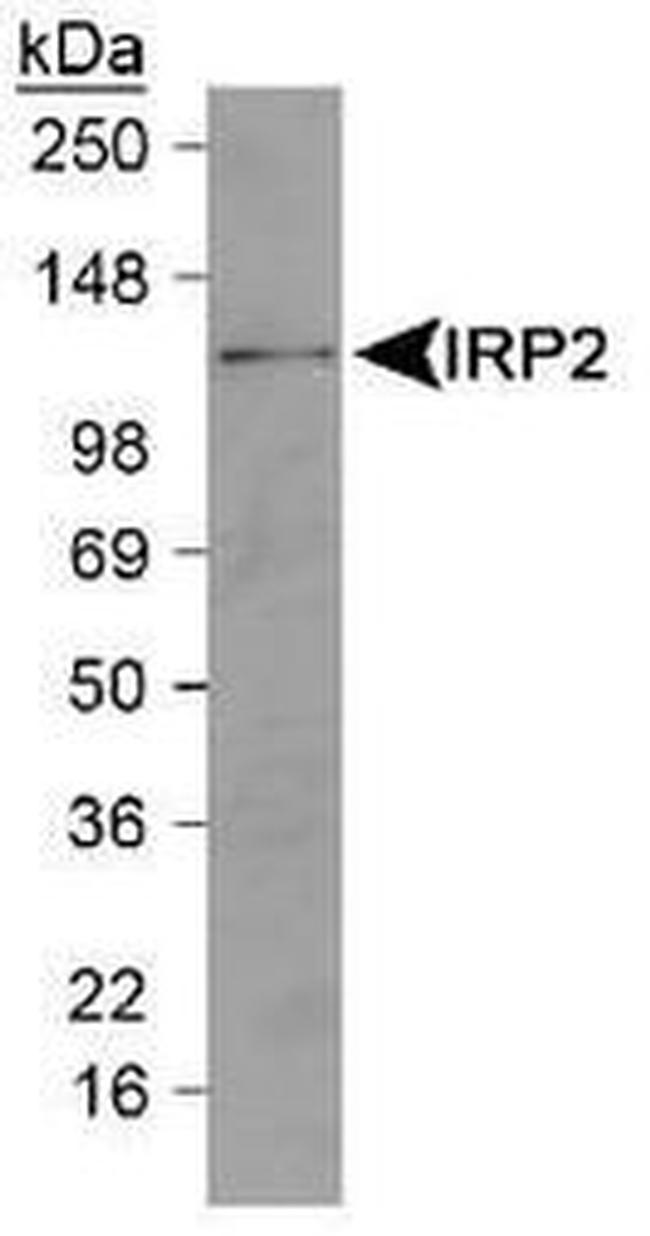 IREB2 Antibody in Western Blot (WB)