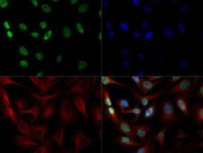 BHLHE40 Antibody in Immunocytochemistry (ICC/IF)