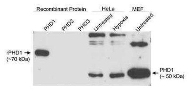 PHD1 Antibody in Western Blot (WB)
