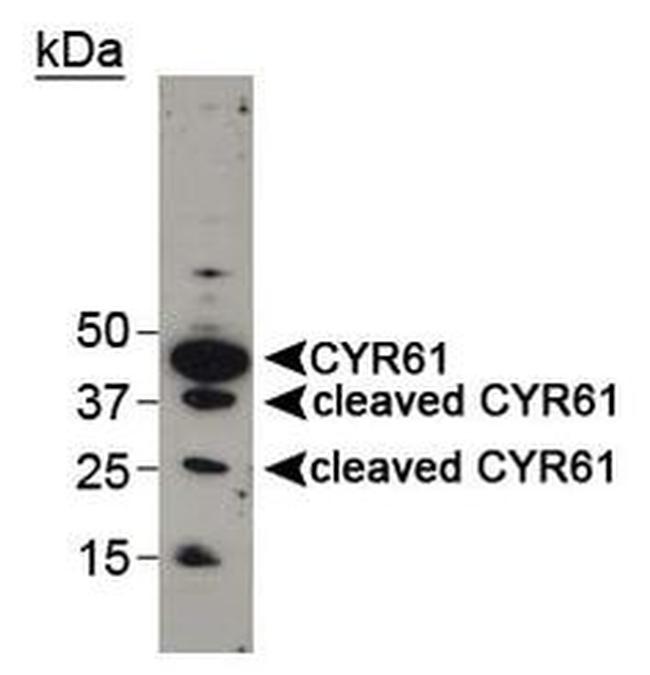 CYR61 Antibody in Western Blot (WB)