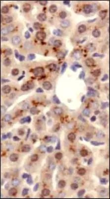 ATP7B Antibody in Immunohistochemistry (Paraffin) (IHC (P))