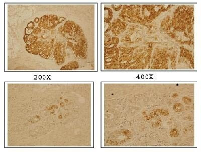 DLX4 Antibody in Immunohistochemistry (Frozen) (IHC (F))