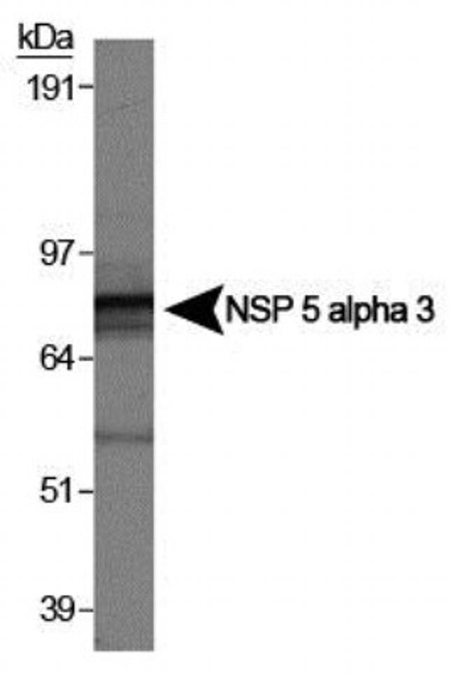 NSP5 Antibody in Western Blot (WB)
