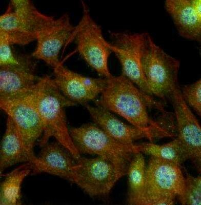FXR Antibody in Immunocytochemistry (ICC/IF)