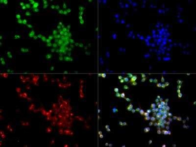 CD204 Antibody in Immunocytochemistry (ICC/IF)