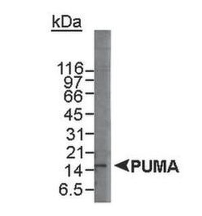 PUMA Antibody in Western Blot (WB)