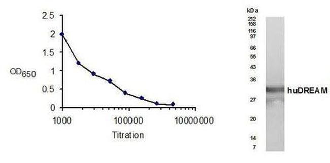 KChIP3 Antibody in Western Blot (WB)