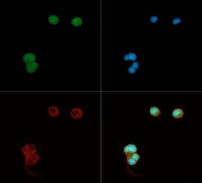 LRP8 Antibody in Immunocytochemistry (ICC/IF)