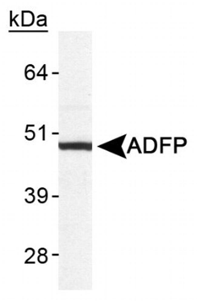 ADFP Antibody in Western Blot (WB)