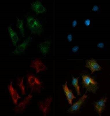 INSIG1 Antibody in Immunocytochemistry (ICC/IF)