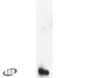 Decorin Antibody in Western Blot (WB)