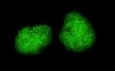 TRIM28 Antibody in Immunocytochemistry (ICC/IF)
