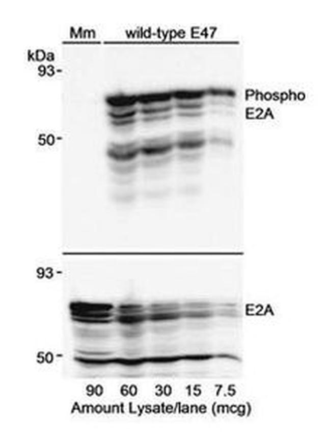 Phospho-TCF3 (Thr355) Antibody in Western Blot (WB)
