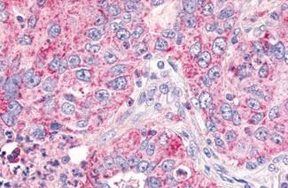 GPR26 Antibody in Immunohistochemistry (Paraffin) (IHC (P))