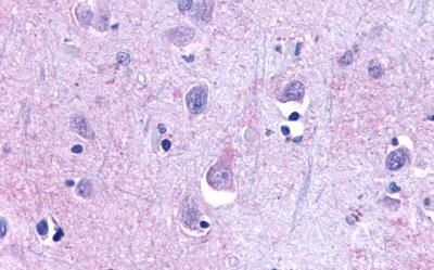 TAAR9 Antibody in Immunohistochemistry (Paraffin) (IHC (P))
