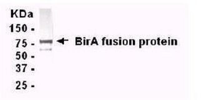 Bacterial BirA Antibody in Western Blot (WB)