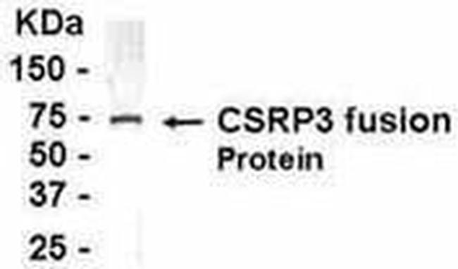 CSRP3 Antibody (PA1-20849)