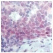 Oct-2 Antibody in Immunohistochemistry (Paraffin) (IHC (P))