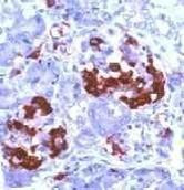 Amylin Antibody in Immunohistochemistry (Paraffin) (IHC (P))