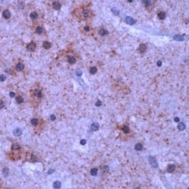 mGluR1 Antibody in Immunohistochemistry (IHC)