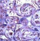 MMP15 Antibody in Immunohistochemistry (Paraffin) (IHC (P))