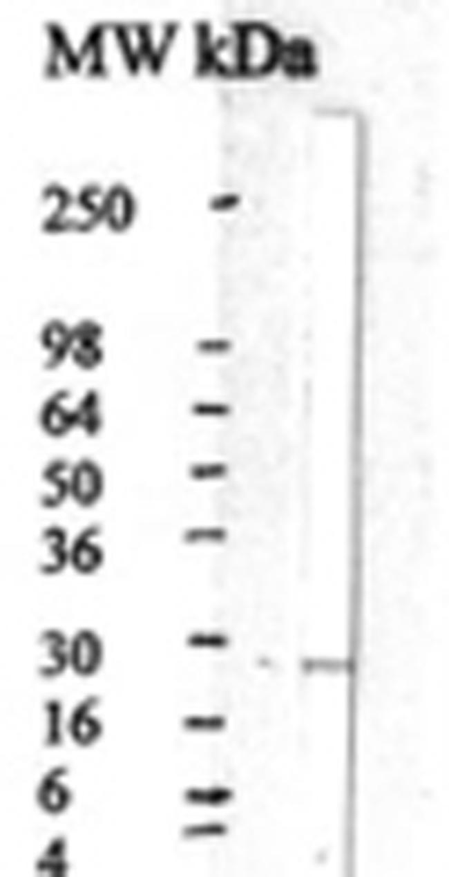 CNTF Antibody in Western Blot (WB)
