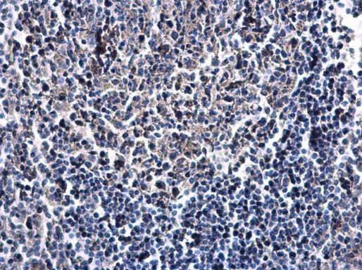 IL-22 Antibody in Immunohistochemistry (Paraffin) (IHC (P))