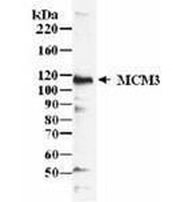 MCM3 Antibody in Western Blot (WB)