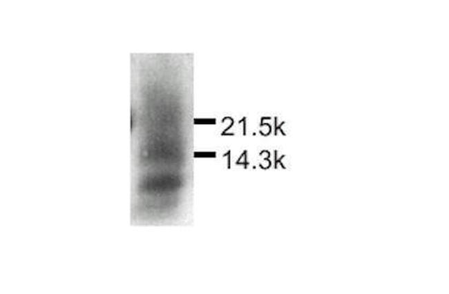 MDC Antibody in Western Blot (WB)