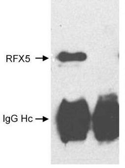 RFX5 Antibody in Immunoprecipitation (IP)