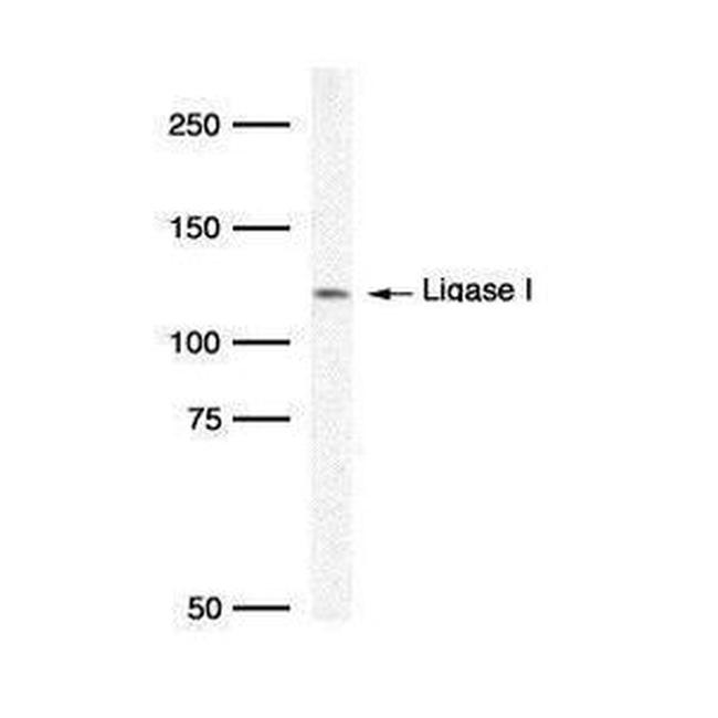 DNA Ligase I Antibody in Western Blot (WB)
