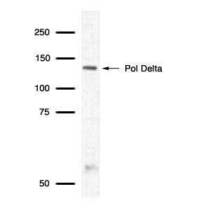 POLD1 Antibody in Western Blot (WB)