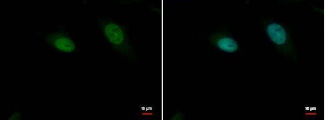 RFC4 Antibody in Immunocytochemistry (ICC/IF)