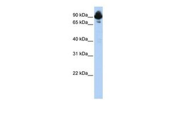 RGS3 Antibody in Western Blot (WB)