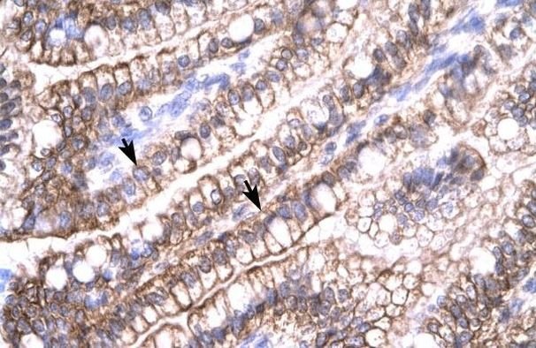 Claudin 8 Antibody in Immunohistochemistry (Paraffin) (IHC (P))