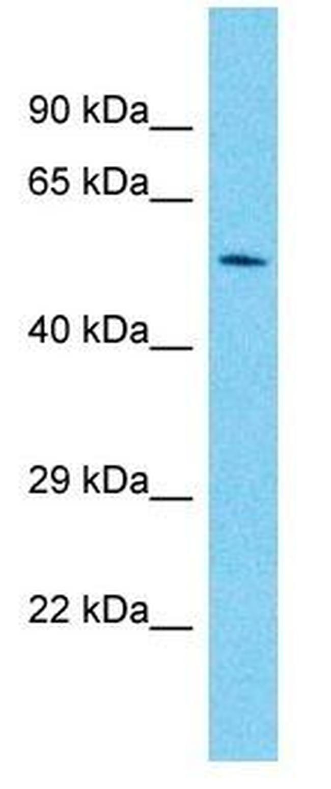 PAX7 Antibody in Western Blot (WB)