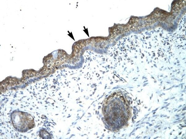 B-Myb Antibody in Immunohistochemistry (Paraffin) (IHC (P))
