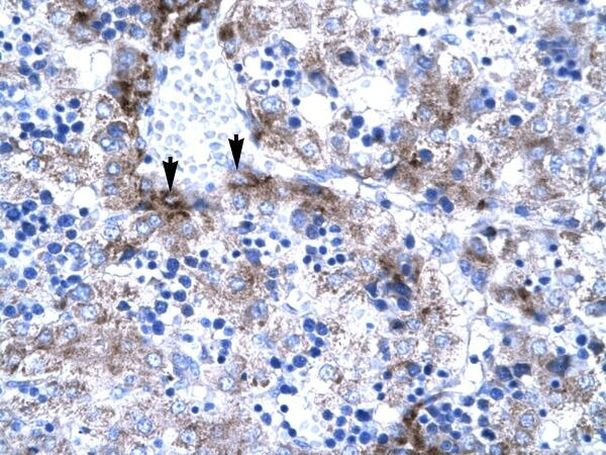 PC4 Antibody in Immunohistochemistry (Paraffin) (IHC (P))