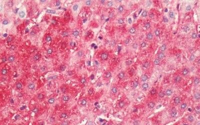 HRH4 Antibody in Immunohistochemistry (Paraffin) (IHC (P))