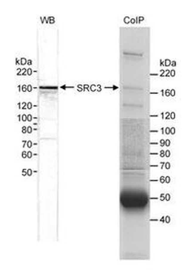 SRC3 Antibody in Western Blot (WB)