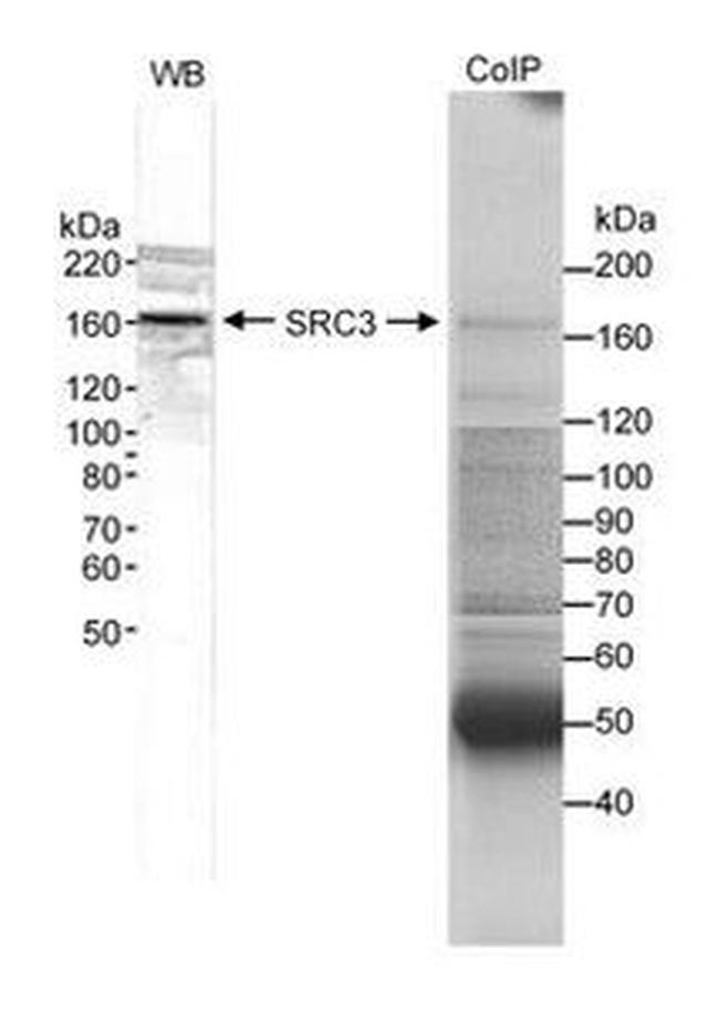 SRC3 Antibody in Western Blot (WB)