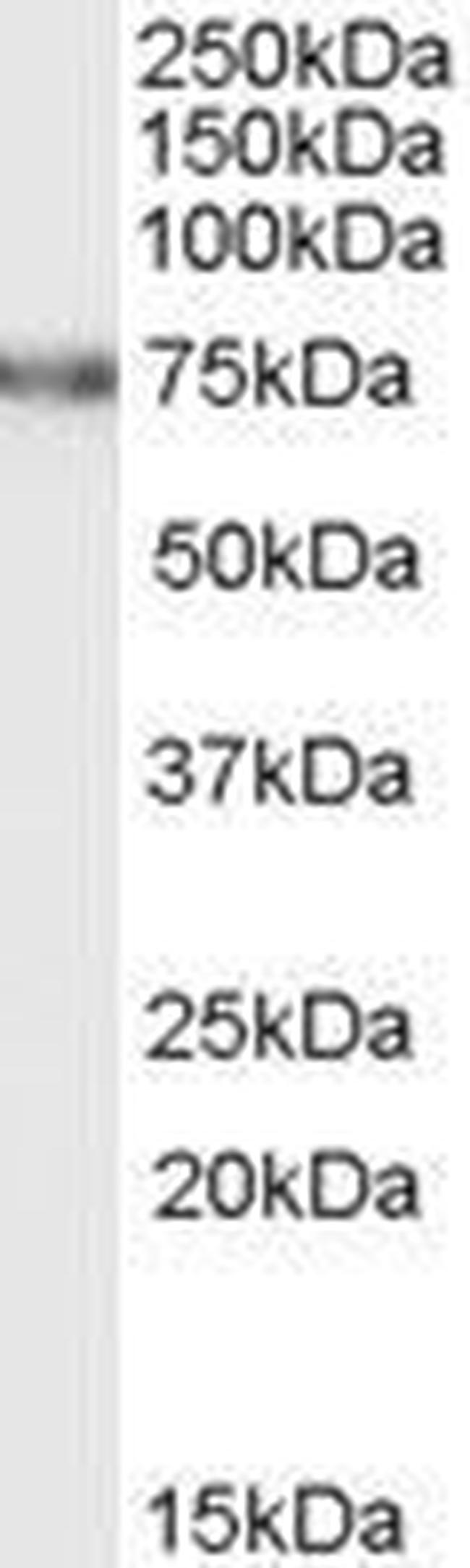 FEM1A Antibody in Western Blot (WB)