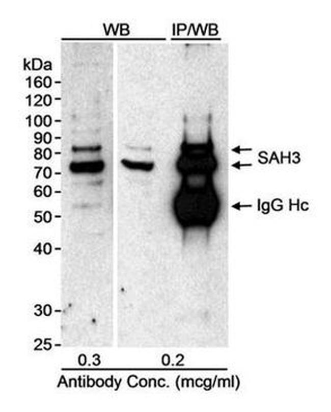 SAH3 Antibody in Western Blot (WB)